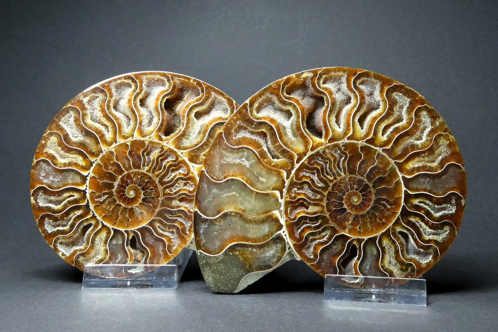Ammonite - Απολιθωμένο ζώο - Aioloceras (Cleoniceras) sp. - 12 cm  (χωρίς τιμή ασφαλείας) #2.1