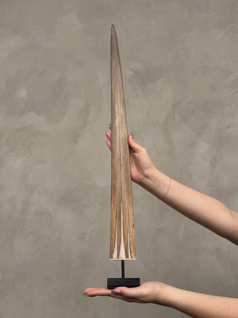 无底价 - 一只大型剑鱼吻部,装在定制底座上 支架上的吻突 - Xiphias Gladius - 70 cm - 7 cm - 7 cm- 非《濒危物种公约》物种 - (1) #2.1