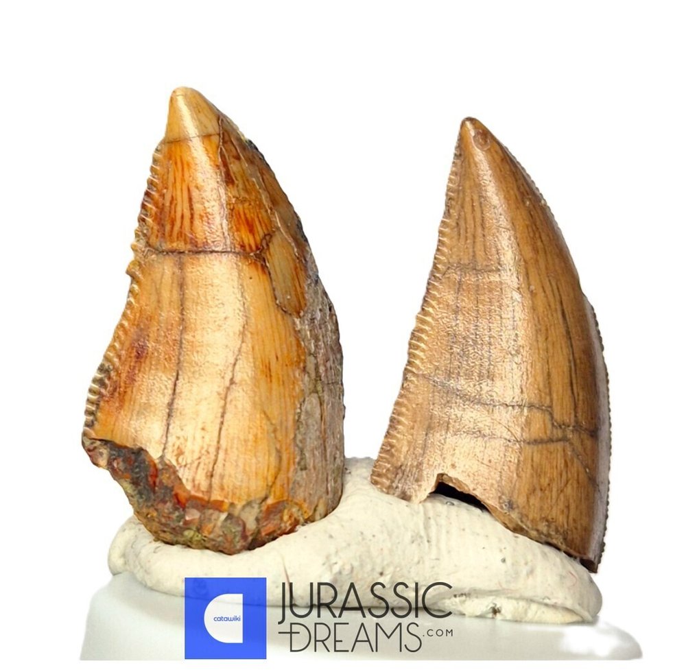 Fosszilis fogak - Set of 2 Unusual Huge Serrated Majungasaurus crenatissimus Abelisaurid Dinosaur Teeth  (Nincs minimálár) #1.0