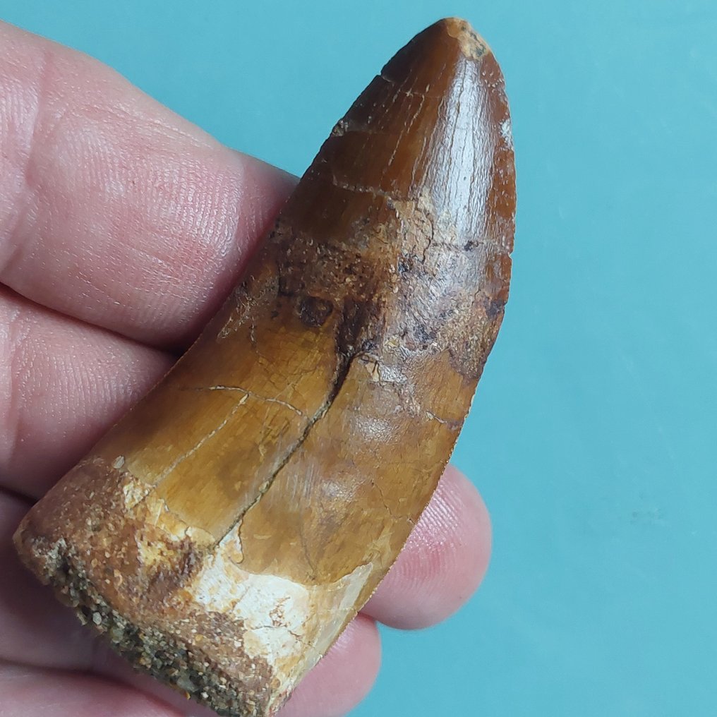 Δεινόσαυρος - Απολιθωμένο δόντι - Carcharodontosaurus sp. - 68 mm - 30 mm #1.0