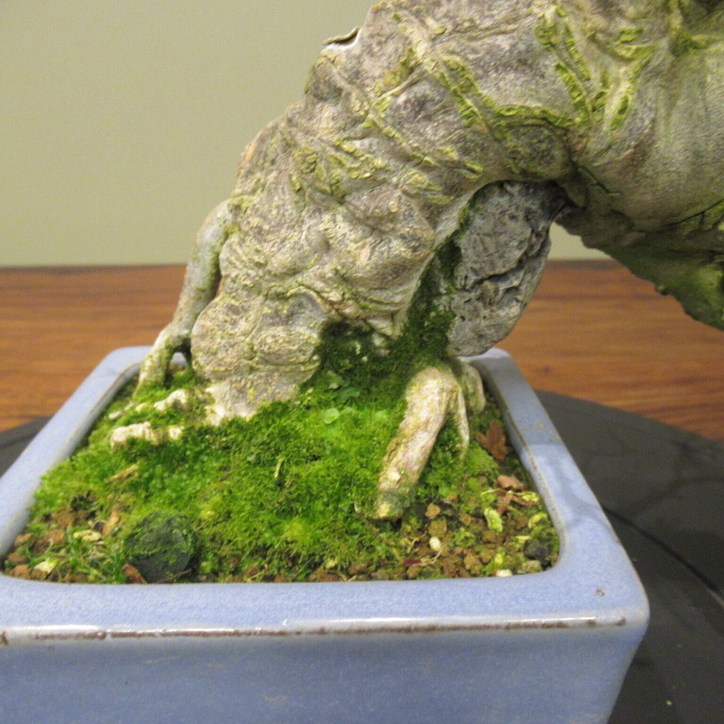 Acer buergerianum - Height (Tree): 18 cm - Depth (Tree): 32 cm - Japan #4.3