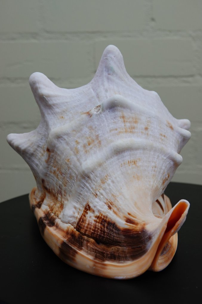 Elmo cornuto Vongola - Cassis cornuta  (Senza prezzo di riserva) #3.2