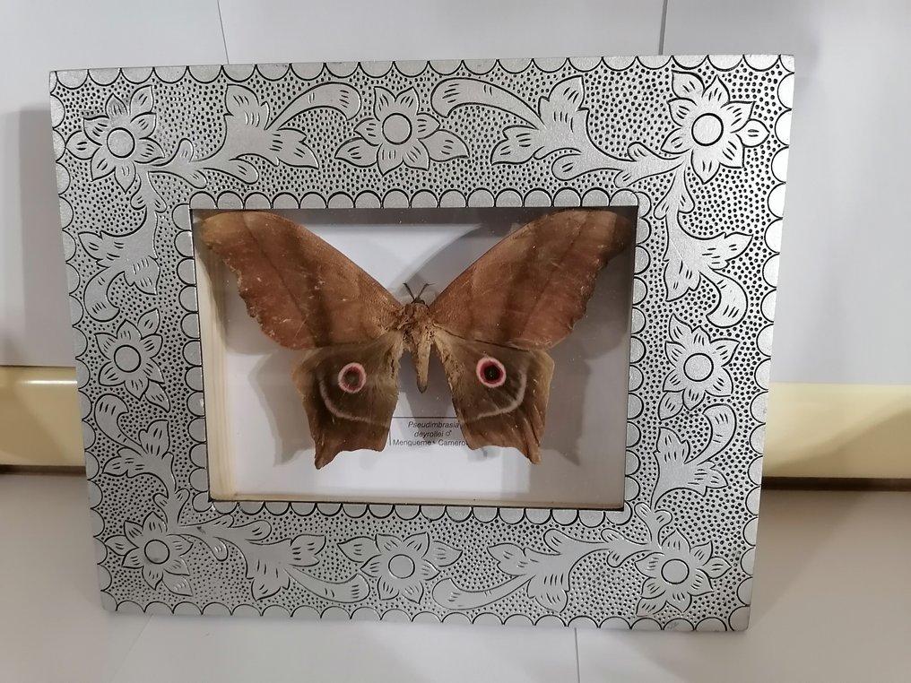 Πεταλούδα Επιτοίχια βάση ταρίχευσης - Pseudimbrasia Deyrollei - 20 cm - 30 cm - 4 cm #3.2