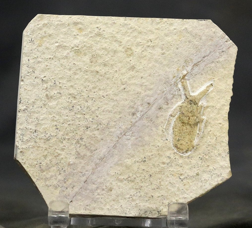 漂亮的化石昆虫 - 動物化石 - Mesonepa minor - 8.5 cm - 7.7 cm  (沒有保留價) #2.1