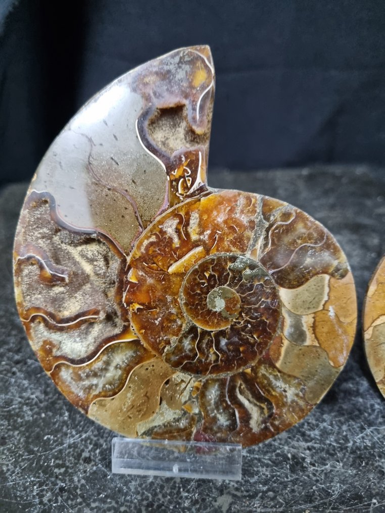 美丽的大型菊石 - 動物化石 - Aioloceras (Cleoniceras) sp - 125 mm - 100 mm (沒有保留價) #1.0