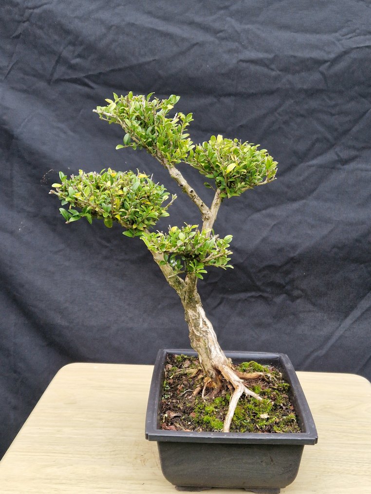 Bonsaï Lonicera Nitida - Ύψος (Δέντρο): 35 cm - Βάθος (Δέντρο): 24 cm - Γαλλία #4.3