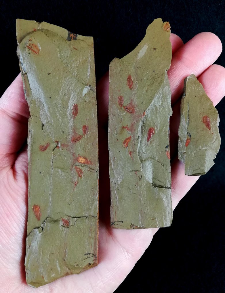 Εξαιρετικό πρωτόγονο αρθρόποδο - Setapedites!!! - Απολιθωμένο ζώο - Setapedites abundantis (Lustri, et al., 2024) - 120 mm - 33 mm #3.2