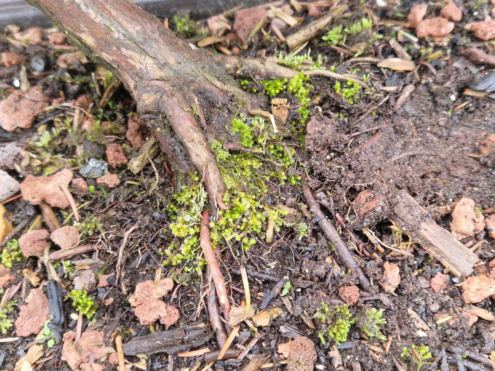 日本雪松 - 高度 (樹): 32 cm - 深度 (樹): 36 cm - 日本 #2.1