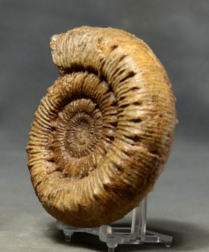 Πολύ σπάνιο - Λεπτή Αμμόνη - Απολιθωμένο ζώο - Porpoceras aff spinatum - 11.9 cm #2.1