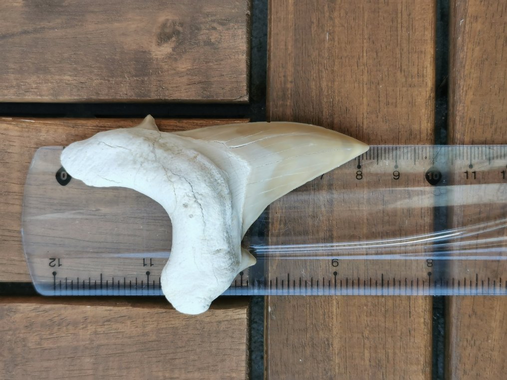 Καρχαρίας - Απολιθωμένο δόντι - otudus obliqus - 8.2 cm  (χωρίς τιμή ασφαλείας) #1.0