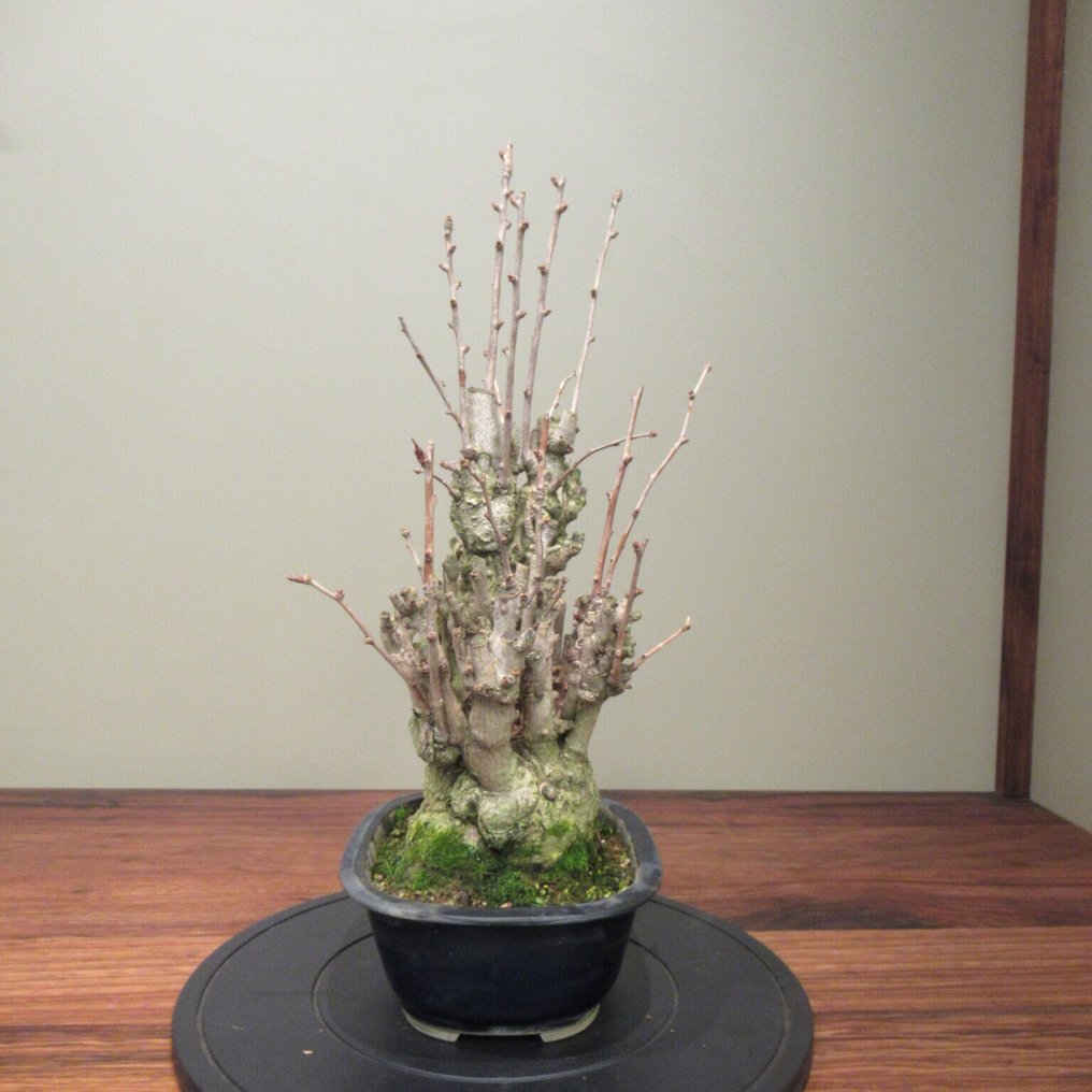 Ginkgo bonsai (Ginkgo biloba) - Height (Tree): 47 cm - Depth (Tree): 24 cm - Japan #3.2