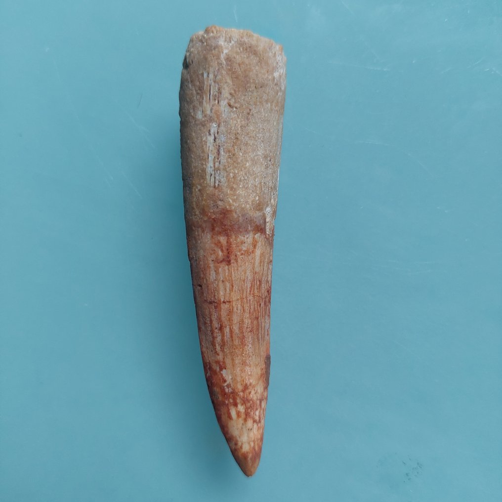 Δεινόσαυρος - Απολιθωμένο δόντι - Spinosaurus aegyptiacus - 78 mm - 18 mm #2.1