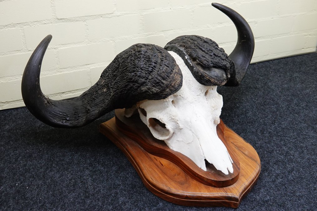 非洲水牛 頭骨 - Syncerus caffer - 0 cm - 85 cm - 0 cm #3.2