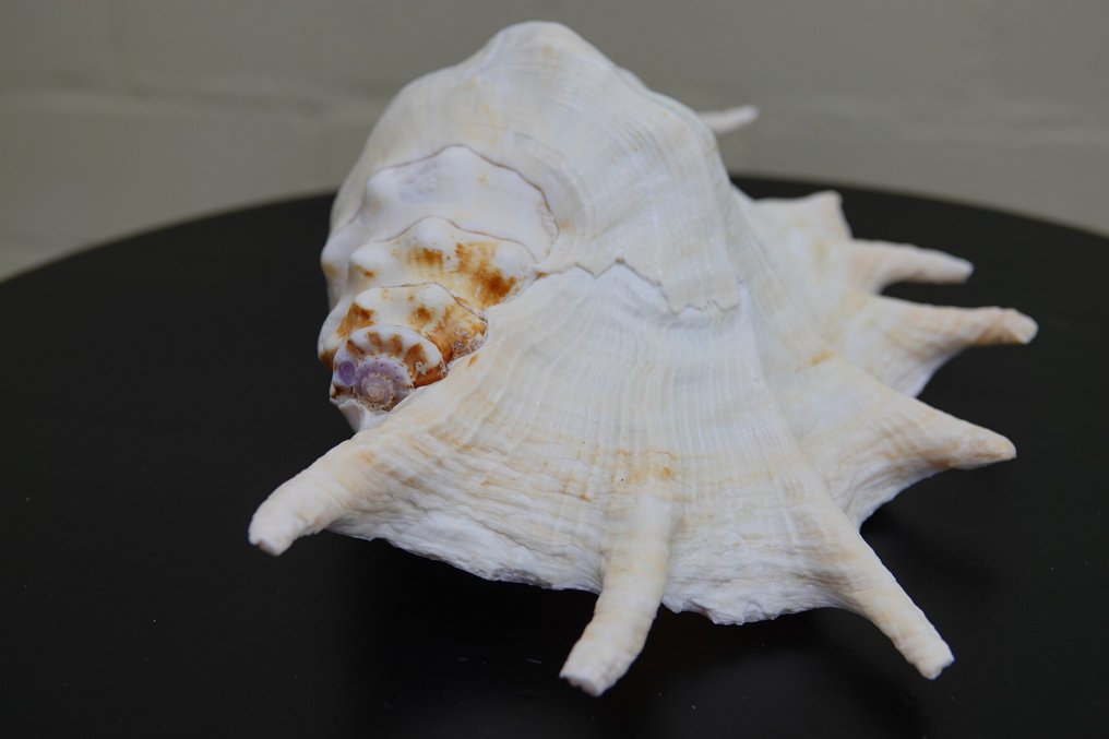 Chiragra Spider Conch 蜆 - Lambis chiragra  (沒有保留價) #1.0
