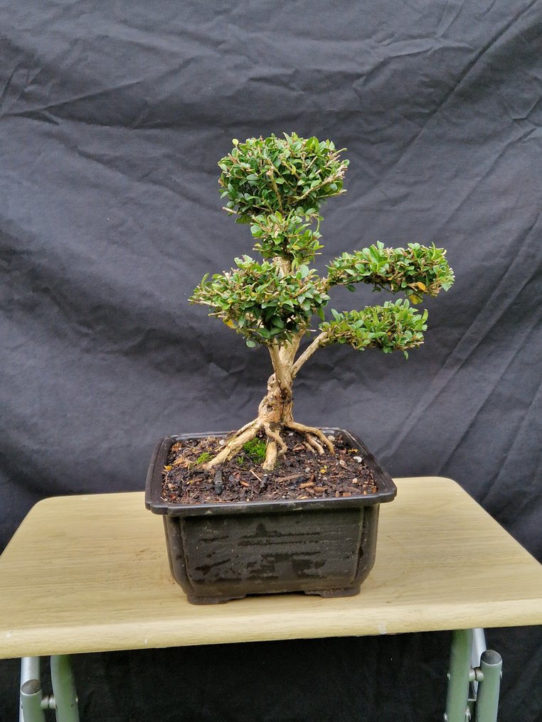 Bonsaï Lonicera Nitida - Ύψος (Δέντρο): 27 cm - Βάθος (Δέντρο): 27 cm - Γαλλία #1.0