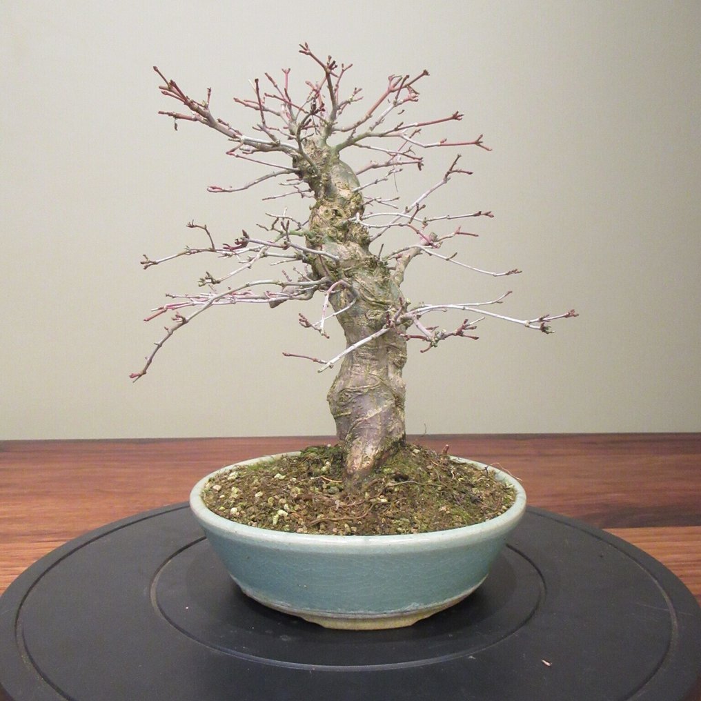 Acer palmatum - Height (Tree): 27 cm - Depth (Tree): 25 cm - Japan #3.2