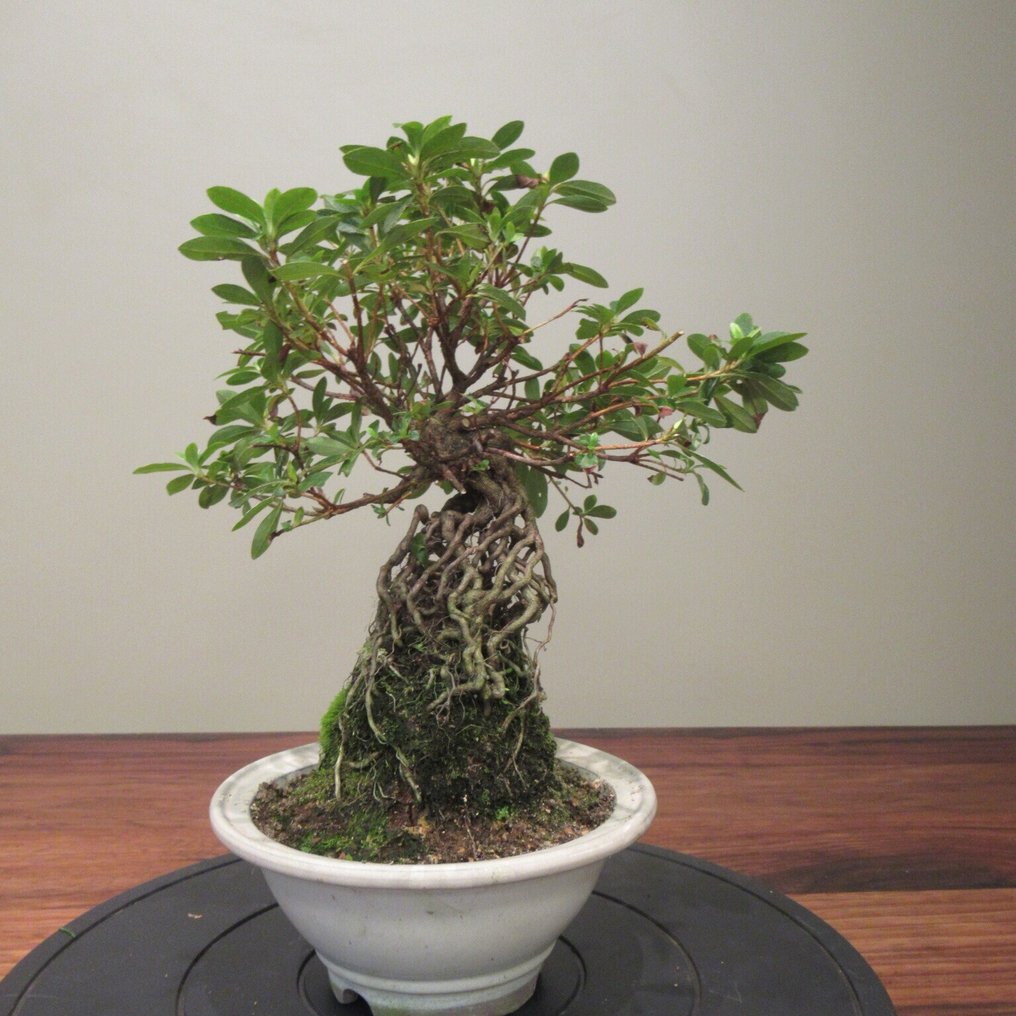 Rhododendron indicum - Height (Tree): 30 cm - Depth (Tree): 28 cm - Japan #1.0