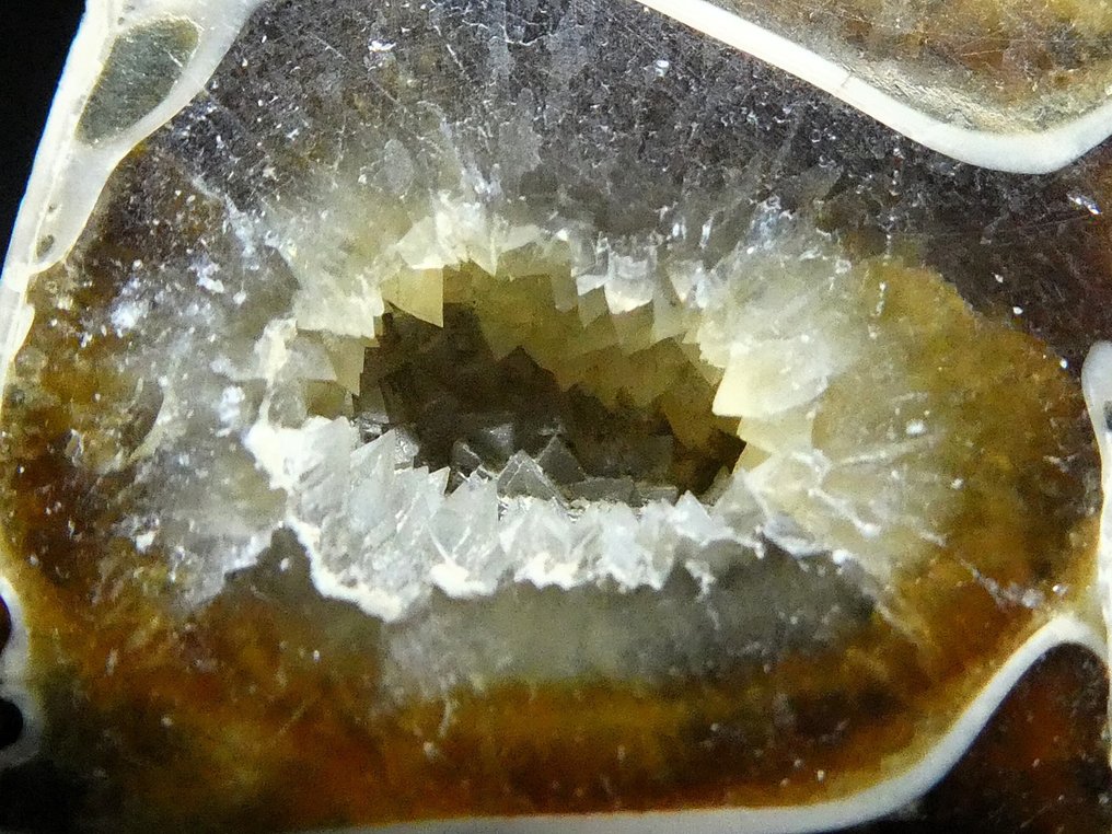 菊石亞綱 - 動物化石 - Desmoceras Latidorsatum - 8.5 cm  (沒有保留價) #4.3