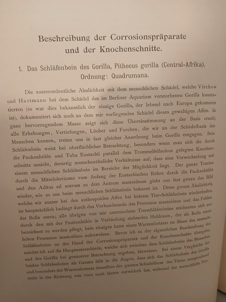 Alfred Denker - Vergleichend-Anatomische Untersuchungen über das Gehörorgan der Säugethiere - 1899 #4.3