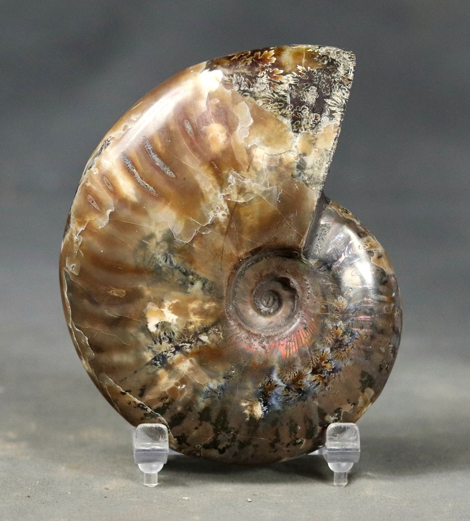 Εντυπωσιακός αμμώτης - Κορυφαία διατήρηση με κοκκινοειδή ιριδίζοντα - Απολιθωμένο ζώο - Aioloceras besairie - 10.4 cm  (χωρίς τιμή ασφαλείας) #1.0