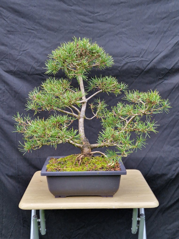Pine bonsai (Pinus) - Height (Tree): 46 cm - Depth (Tree): 66 cm - France #1.0