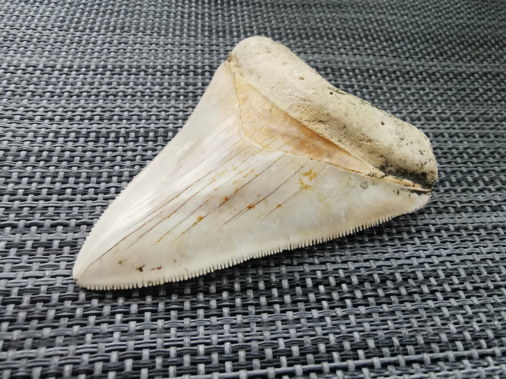 Megalodon - Fossil tand - 7 cm #1.0