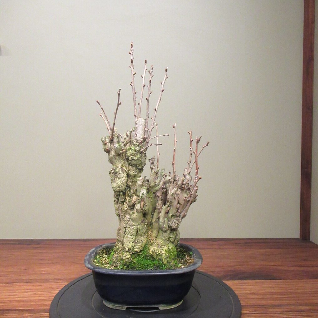 Ginkgo bonsai (Ginkgo biloba) - Height (Tree): 47 cm - Depth (Tree): 24 cm - Japan #2.1