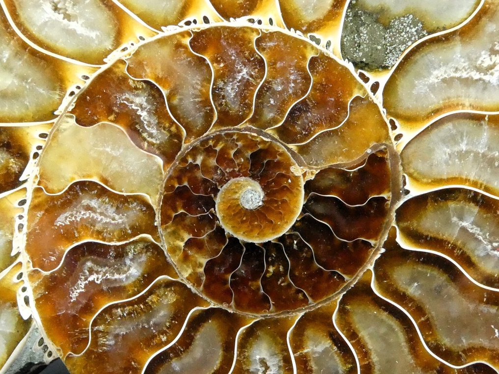 Ammonit - Forstenet dyr - Aioloceras (Cleoniceras) sp. - 12 cm  (Ingen mindstepris) #1.0