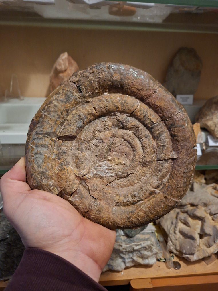 旧化石收藏，大约20件 - Fossil matrix - 180 mm  (沒有保留價) #1.0