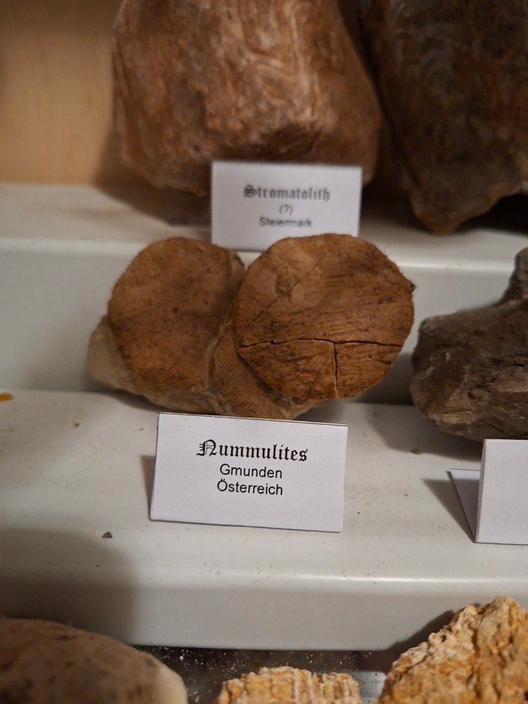 旧化石收藏，大约20件 - Fossil matrix - 180 mm  (沒有保留價) #3.2