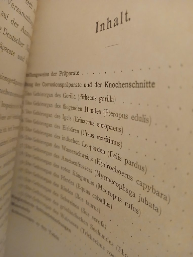 Alfred Denker - Vergleichend-Anatomische Untersuchungen über das Gehörorgan der Säugethiere - 1899 #3.2