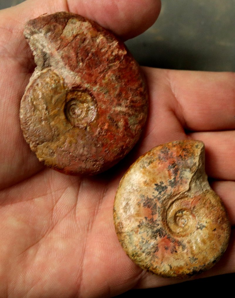 精美多彩的侏罗纪菊石 - 動物化石 - Pleydellia & Leioceras  (沒有保留價) #1.0