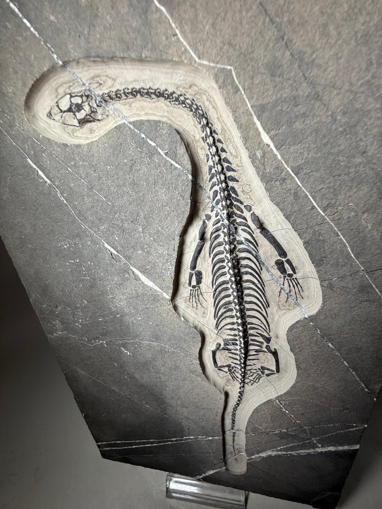 Εντυπωτικό ολοκληρωμένο υδρόβιο ερπετό - Πρόδρομος των δεινοσαύρων - 27 εκ. απτυγμένο - Απολιθωμένος σκελετός - Keichousaurus hui #3.2