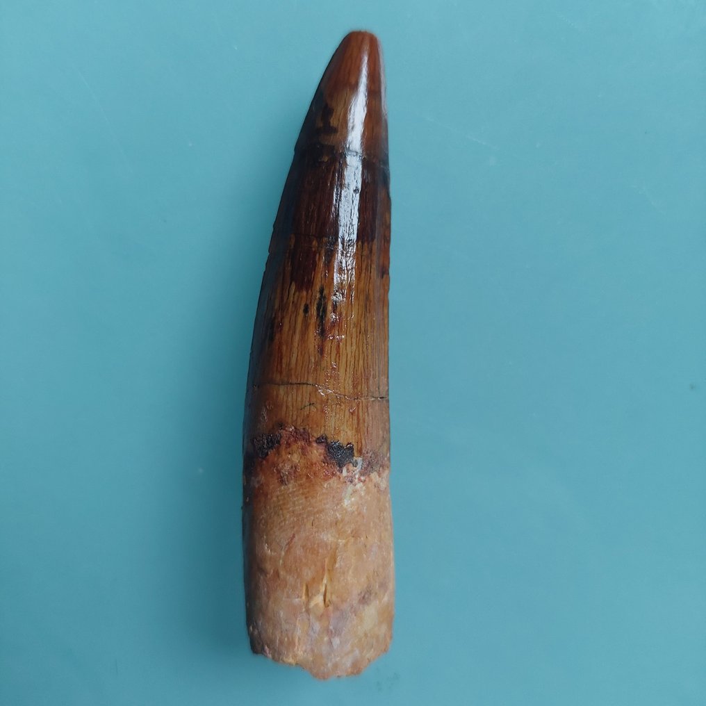 Δεινόσαυρος - Απολιθωμένο δόντι - Spinosaurus aegyptiacus - 80 mm - 19 mm #3.2