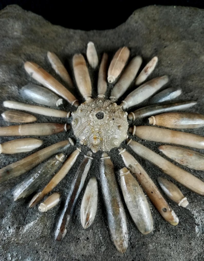 高品质化石海胆!——带有辐射管的甲壳 - 动物化石 - Asterocidaris bistriata (PERON & GAUTHIER, 1903) - 19 cm - 16 cm #1.0