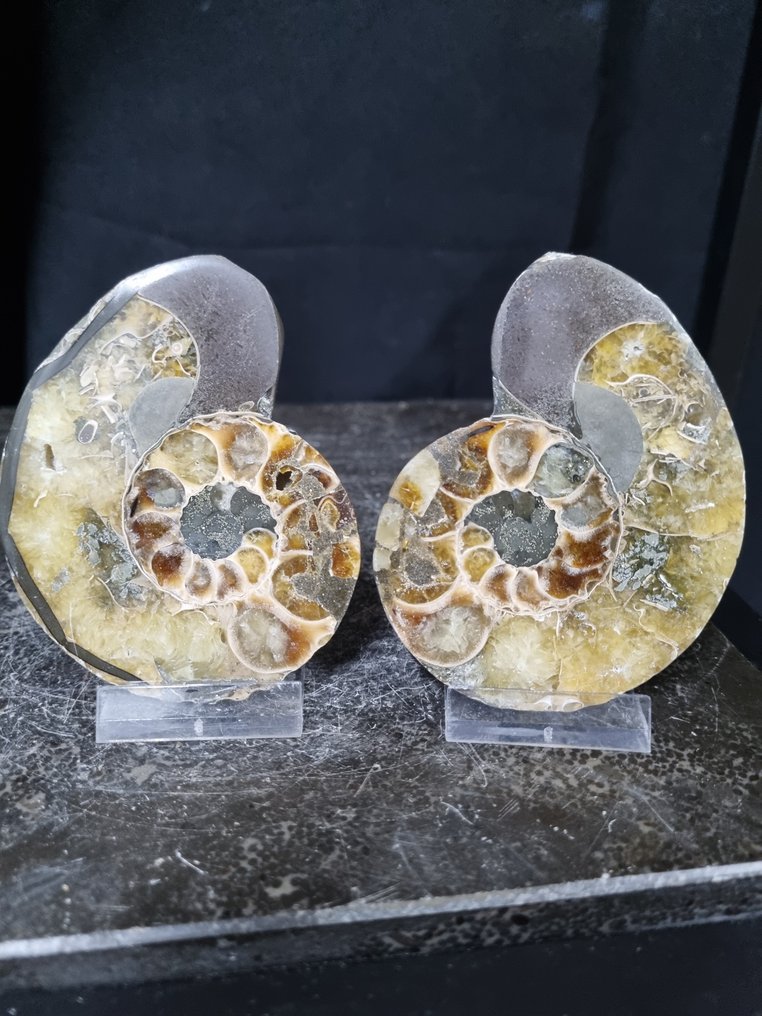 Όμορφοι μεγάλοι αμμονίτες. - Απολιθωμένο ζώο - Aioloceras (Cleoniceras) sp, Nautilus - 90 mm - 74 mm  (χωρίς τιμή ασφαλείας) #1.0