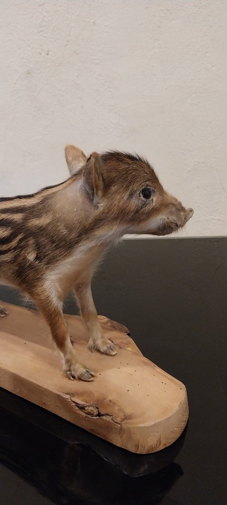 marcassin Βάση ταρίχευσης ολόκληρου σώματος - Sus scrofa - 25 cm - 28 cm - 14 cm - 1 #3.2