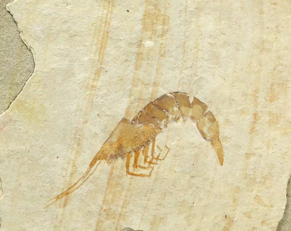 一只来自索尔霍芬石灰岩的精美保存的化石虾 - 動物化石 - Antrimpos speciosum - 7.7 cm - 6.5 cm #1.0