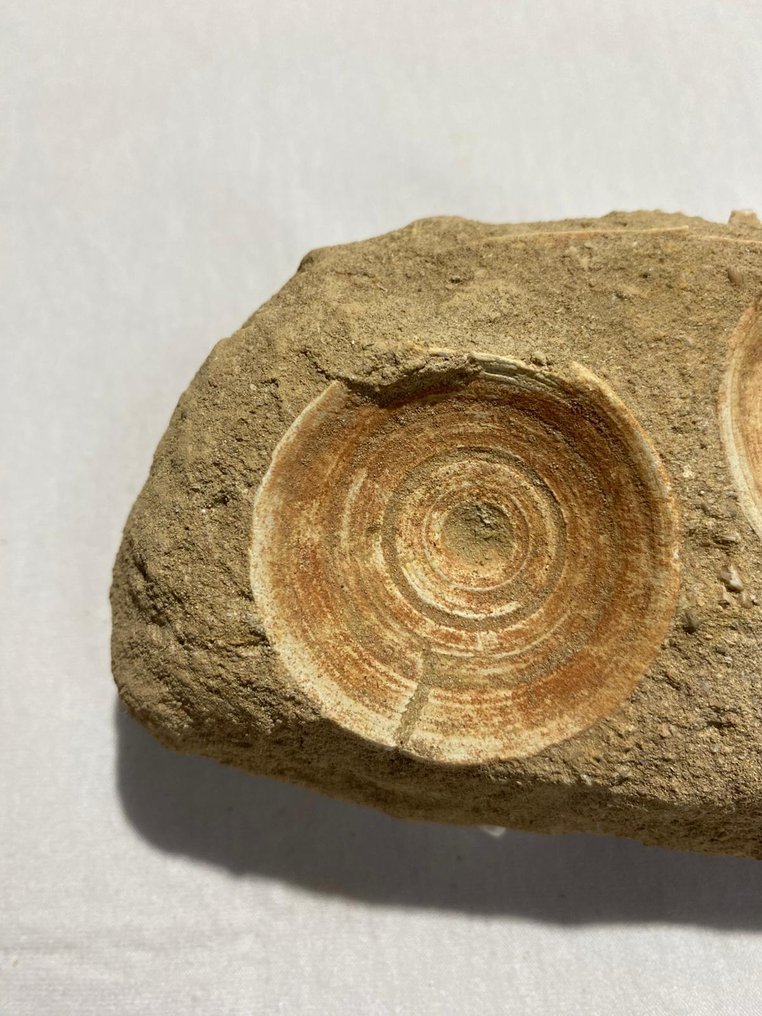 鲨鱼 - 脊椎骨化石 - Otodus obliquus - 11.5 cm - 8 cm  (没有保留价) #2.1