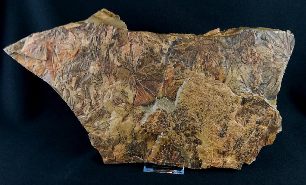 Εντυπωσιακοί graptolites με εξαιρετική διατήρηση!!! – Κομμάτι του Μουσείου!!! - Απολιθωμένο ζώο - Clononograptus rigidus (Hall, 1858) - 40 cm - 20 cm #4.3