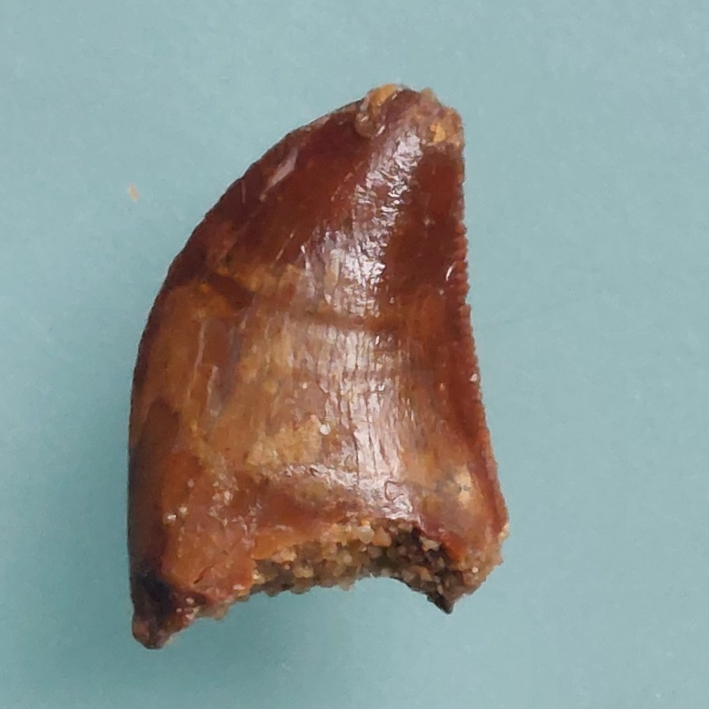 Δεινόσαυρος - Απολιθωμένο δόντι - Raptor Zahn von Dromaeosaurus sp. - 20 mm - 10 mm  (χωρίς τιμή ασφαλείας) #2.1