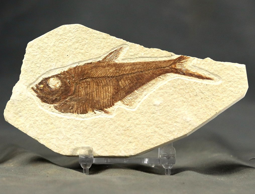 Εξαιρετικά απολιθωμένα ψάρια - Απολιθωμένο ζώο - Diplomystus dentatus - 13.8 cm - 8 cm  (χωρίς τιμή ασφαλείας) #1.0