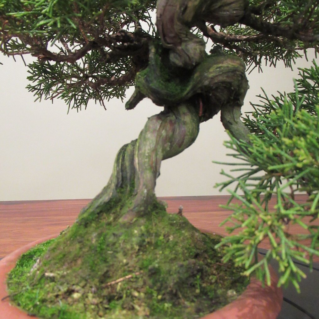 Juniperus sinensis - Height (Tree): 23 cm - Depth (Tree): 31 cm - Japan #4.3