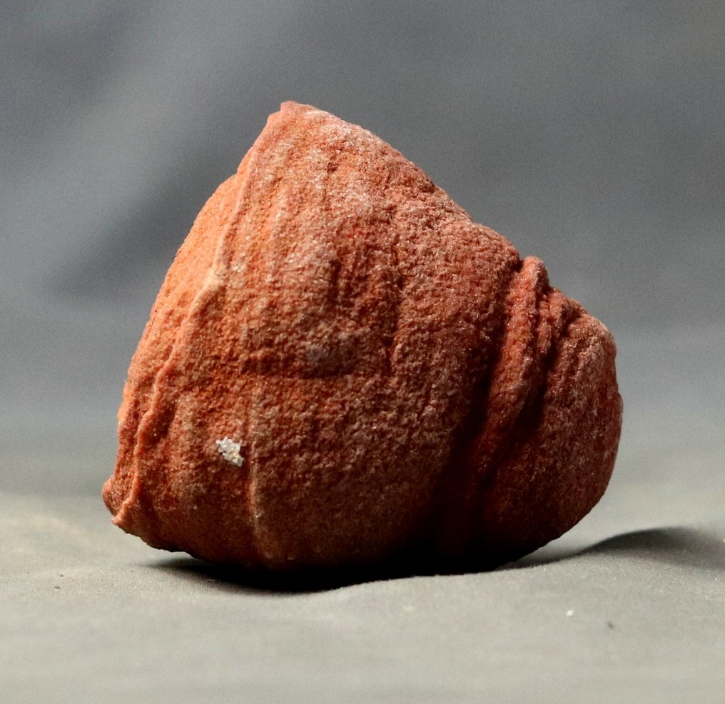 装饰用的化石化层状菌岩 - 化石植物 - 6.7 cm  (没有保留价) #3.2