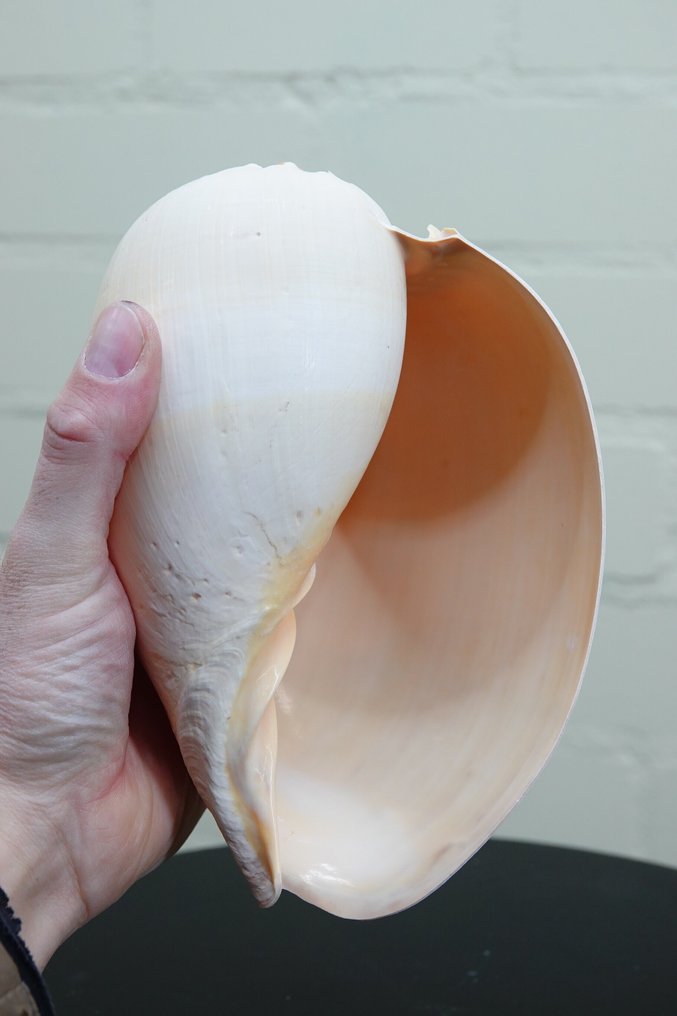 Heavy Bailer Carapace - Melo diadema - 20 cm - 0 cm - 0 cm - non-CITES species #3.2