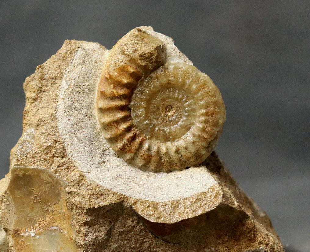 Λεπτό κοχύλι αμμονίτη, σπάνιο πρασινωπό χρώμα, διαφανές, σε πέτρα. - Απολιθωμένο ζώο - Acanthopleuroceras maugenesti - 12.4 cm - 9.5 cm  (χωρίς τιμή ασφαλείας) #2.1