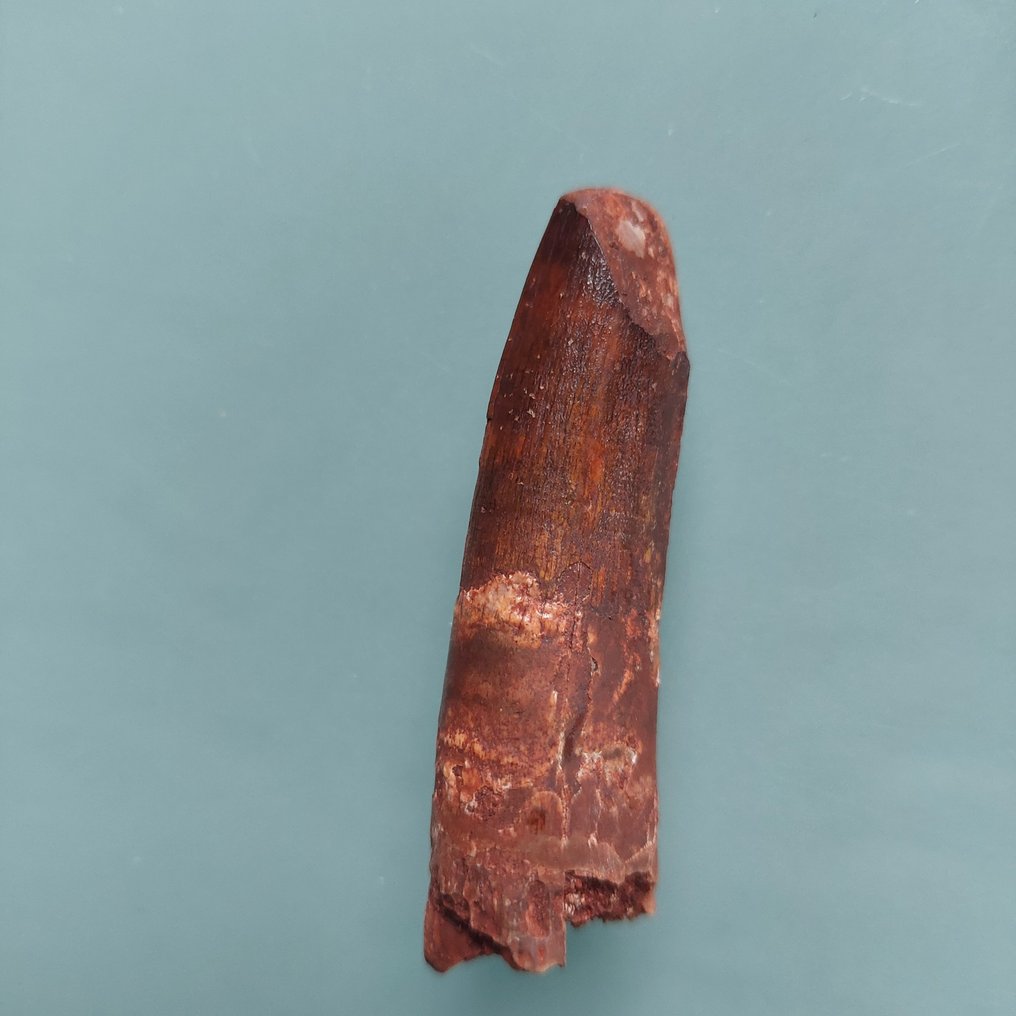 Σπάνιο δόντι του Rebbachisaurus, μήκος 28 mm. - Απολιθωμένο δόντι - 60 mm - 18 mm  (χωρίς τιμή ασφαλείας) #2.1