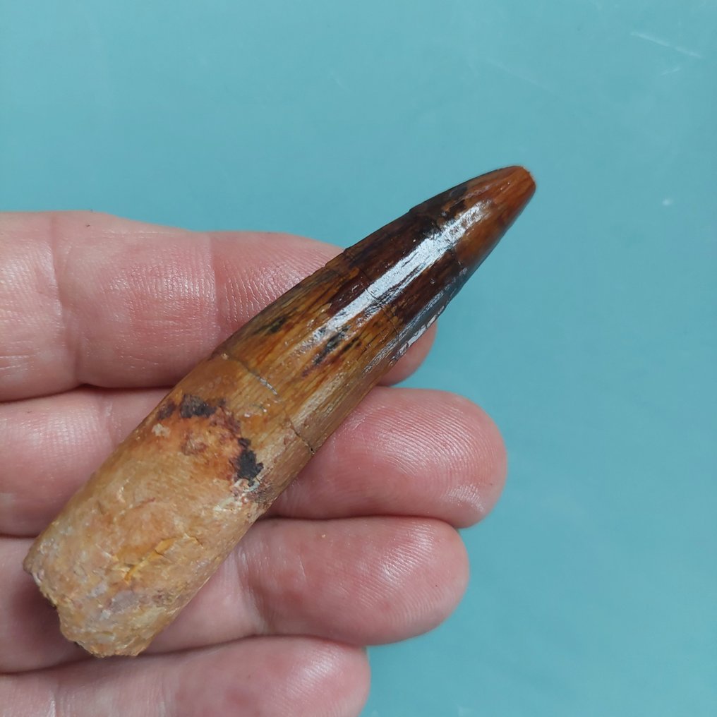 Δεινόσαυρος - Απολιθωμένο δόντι - Spinosaurus aegyptiacus - 80 mm - 19 mm #1.0