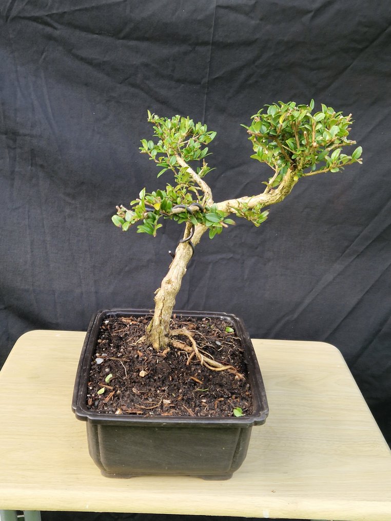 Bonsaï Lonicera Nitida - Ύψος (Δέντρο): 30 cm - Βάθος (Δέντρο): 30 cm - Γαλλία #1.0