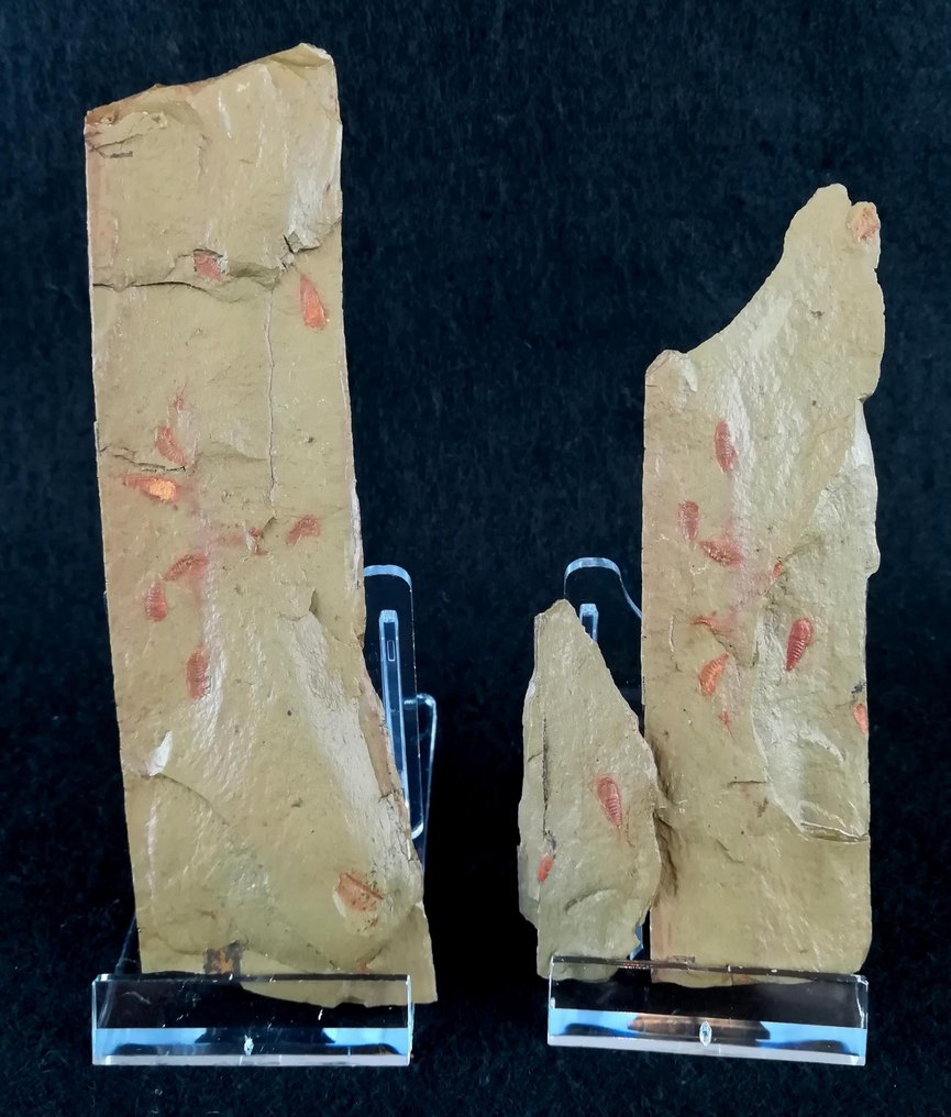 Εξαιρετικό πρωτόγονο αρθρόποδο - Setapedites!!! - Απολιθωμένο ζώο - Setapedites abundantis (Lustri, et al., 2024) - 120 mm - 33 mm #4.3